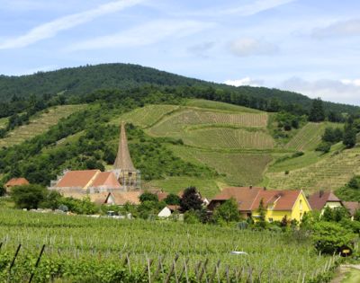 Vineyards, Alsace, France