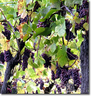 Grapes on the vine, Alsace, France