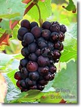 Wine grapes in Burgundy (Bourgogne), France