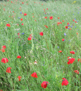 Poppies, France