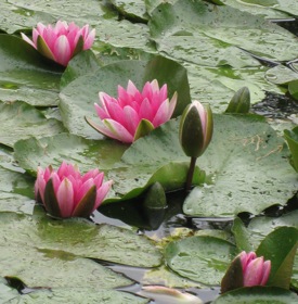 Water lilies, Giverny
