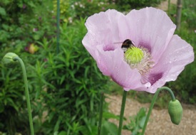 Poppy with bee, Monet's gardens, Giverny, France