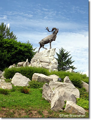 Stag at Beaumont-Hamel Newfoundland Memorial Park, France