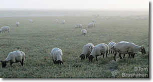 Sheep grazing the Pré Salé (salt marsh) near Mont St-Michel, Normandy, France