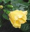 Yellow flower, Marche aux Fleurs, Versailles