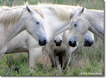 White Ponies of the Camargue, Provence, France
