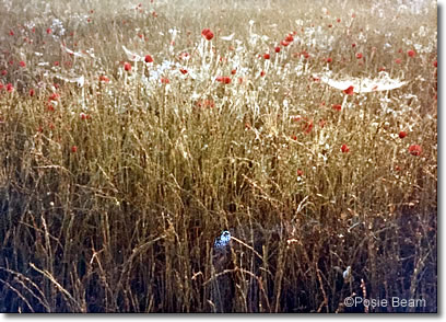 Poppy Field, Camargue, Provence, France
