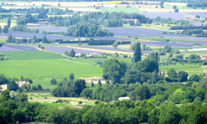 Lavender fields, Luberon