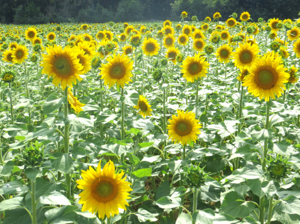 Sunflowers, Roussillon, FRance