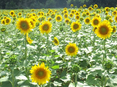 Sunflowers, Provence