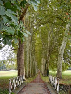 Plane trees, Seuil de Naurouze, France